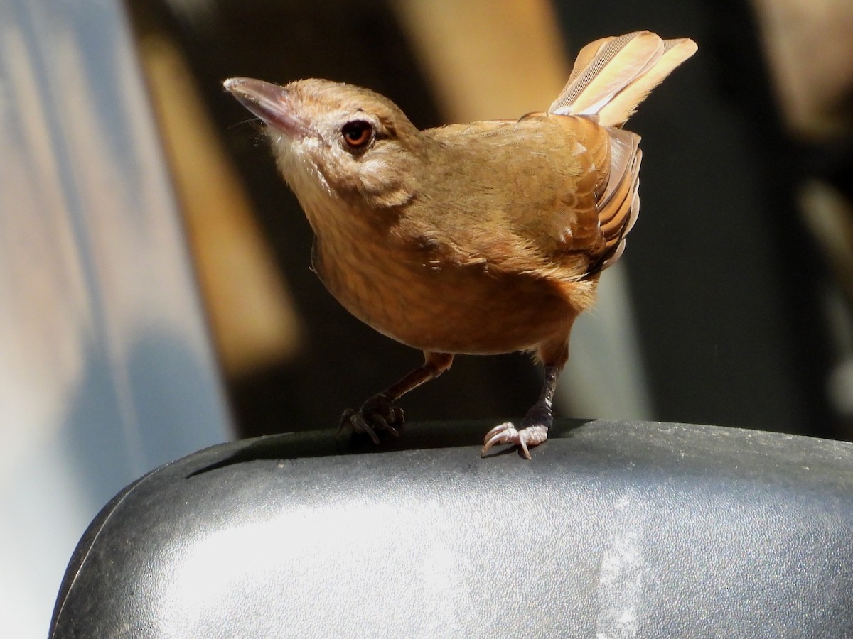 Rufous Shrikethrush - ML641482956