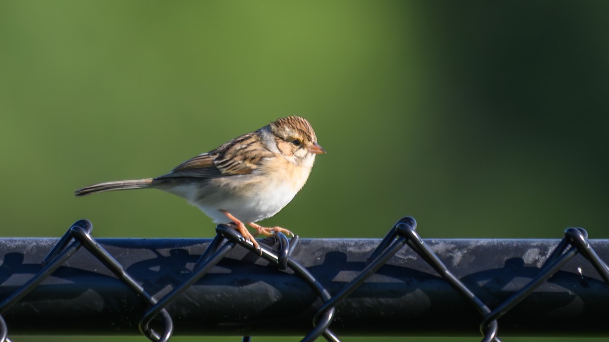 Clay-colored Sparrow - ML641482968