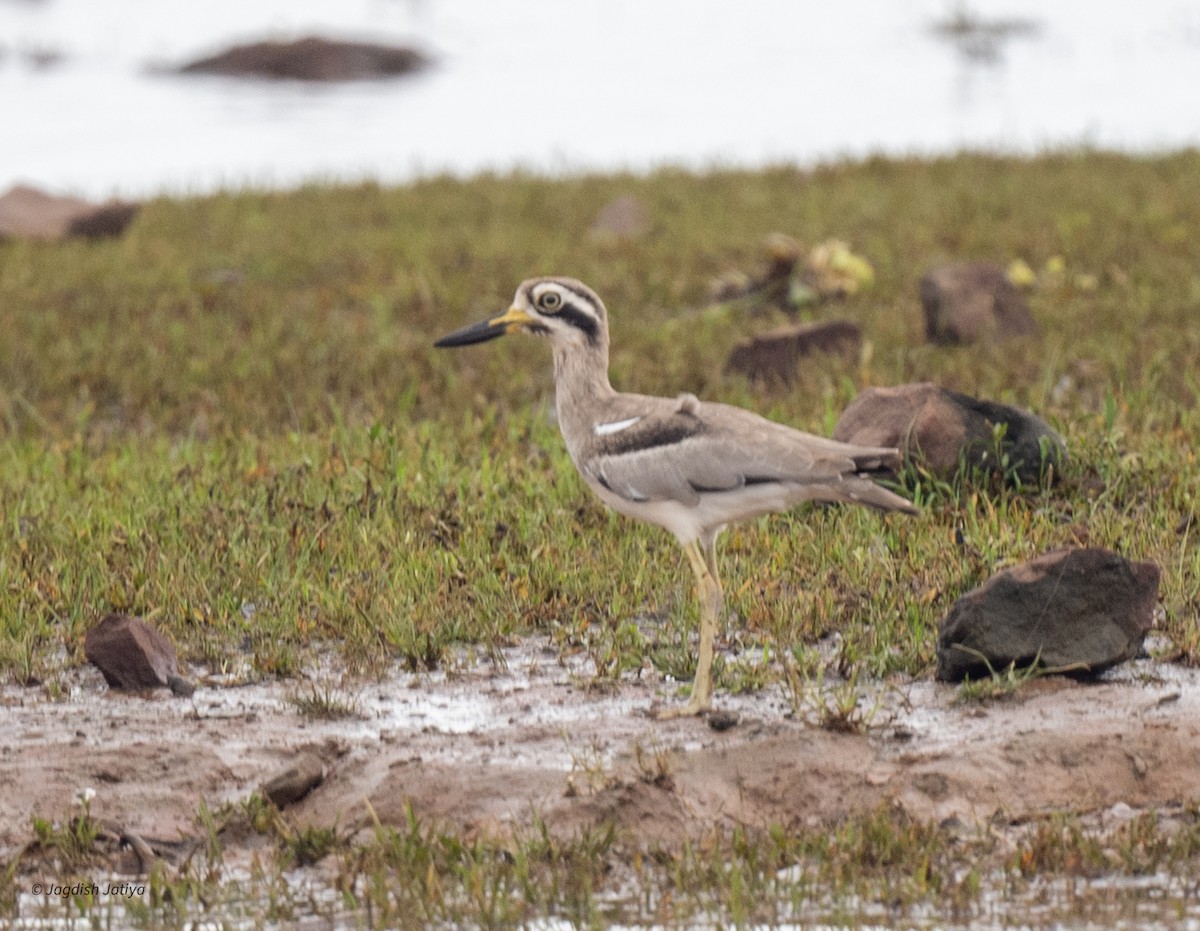 Great Thick-knee - ML641482991
