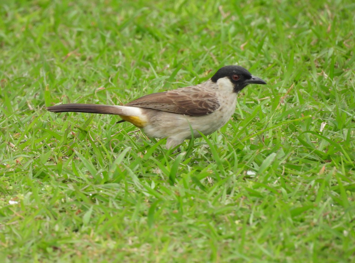 Bulbul urre-ipurdia - ML641483000
