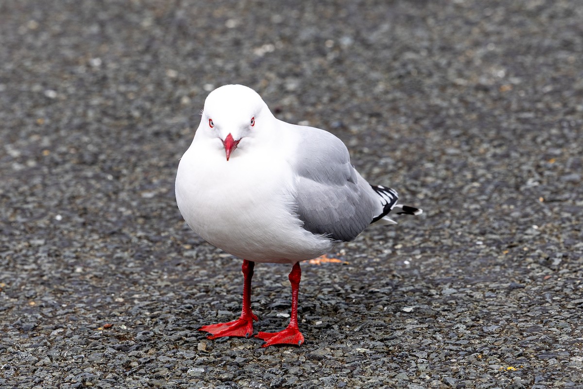 Silver Gull (Red-billed) - ML641483008