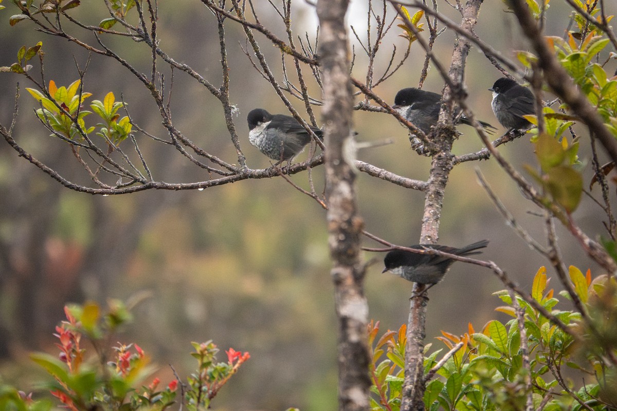 Black-backed Bush Tanager - ML641483013