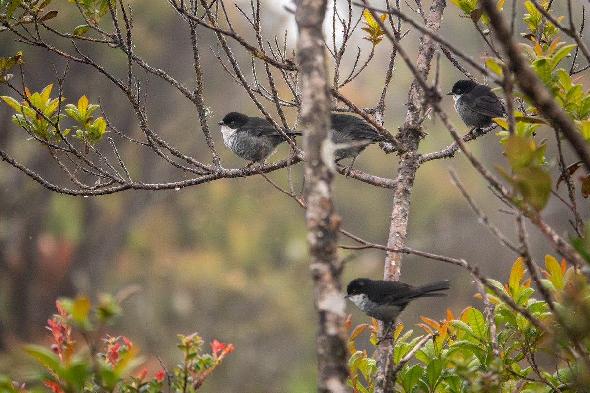 Black-backed Bush Tanager - ML641483014