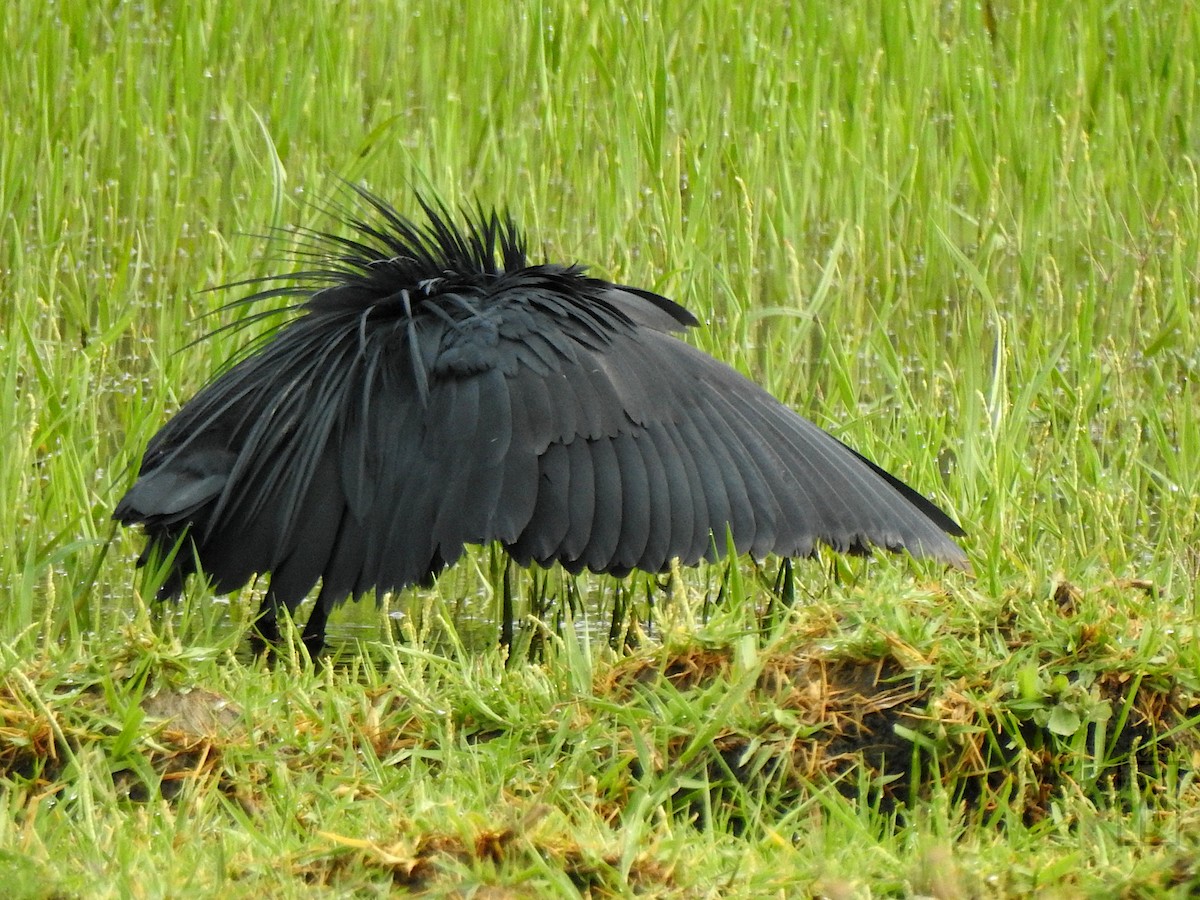 Black Heron - ML641483026