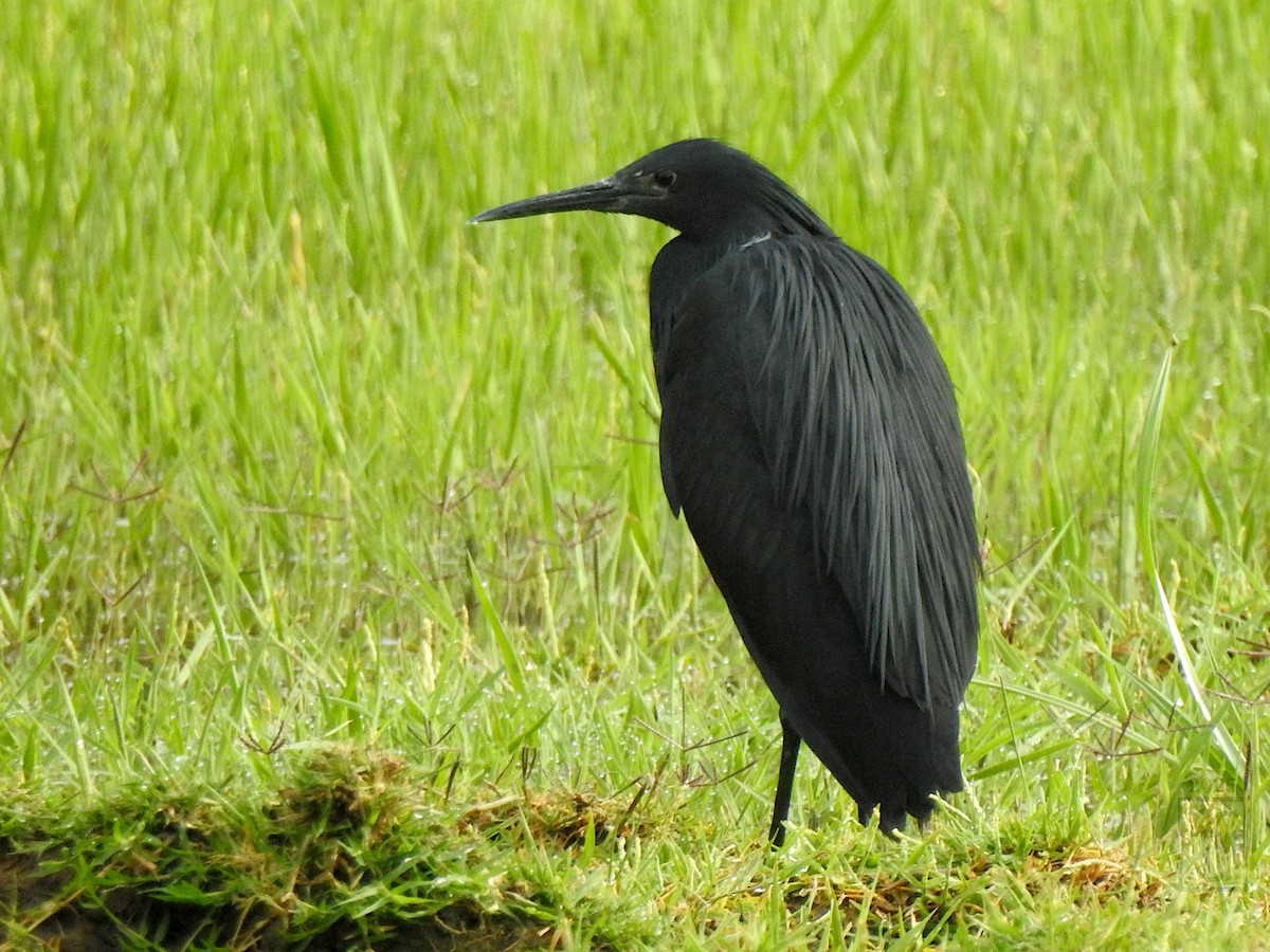 Black Heron - ML641483027