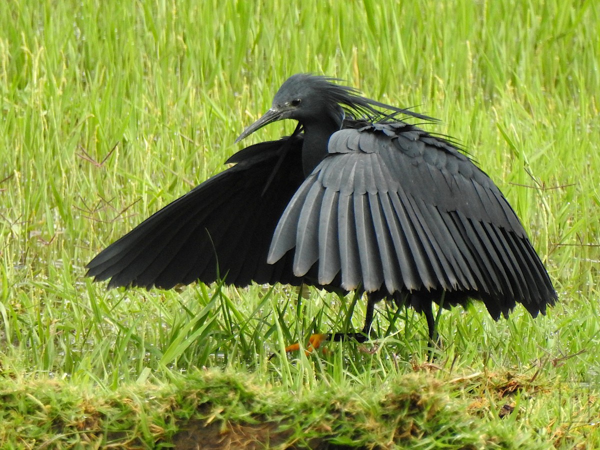 Black Heron - ML641483028