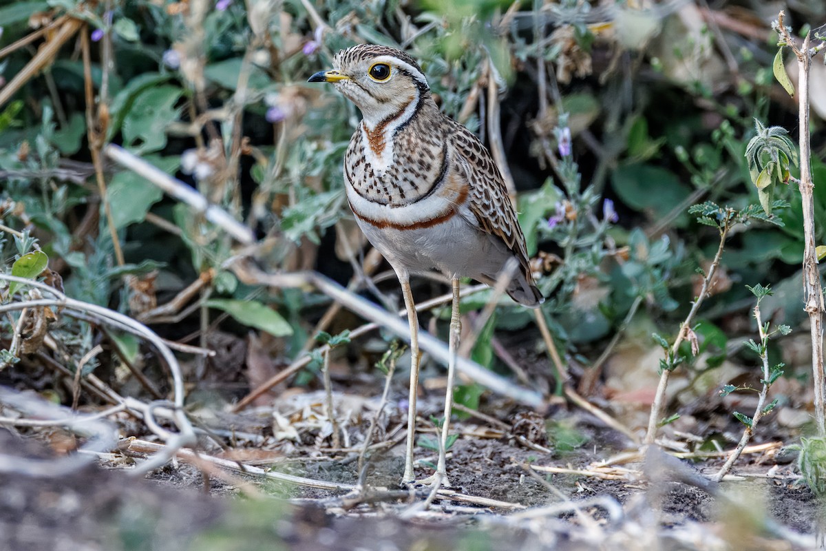 Bindenrennvogel - ML641483032