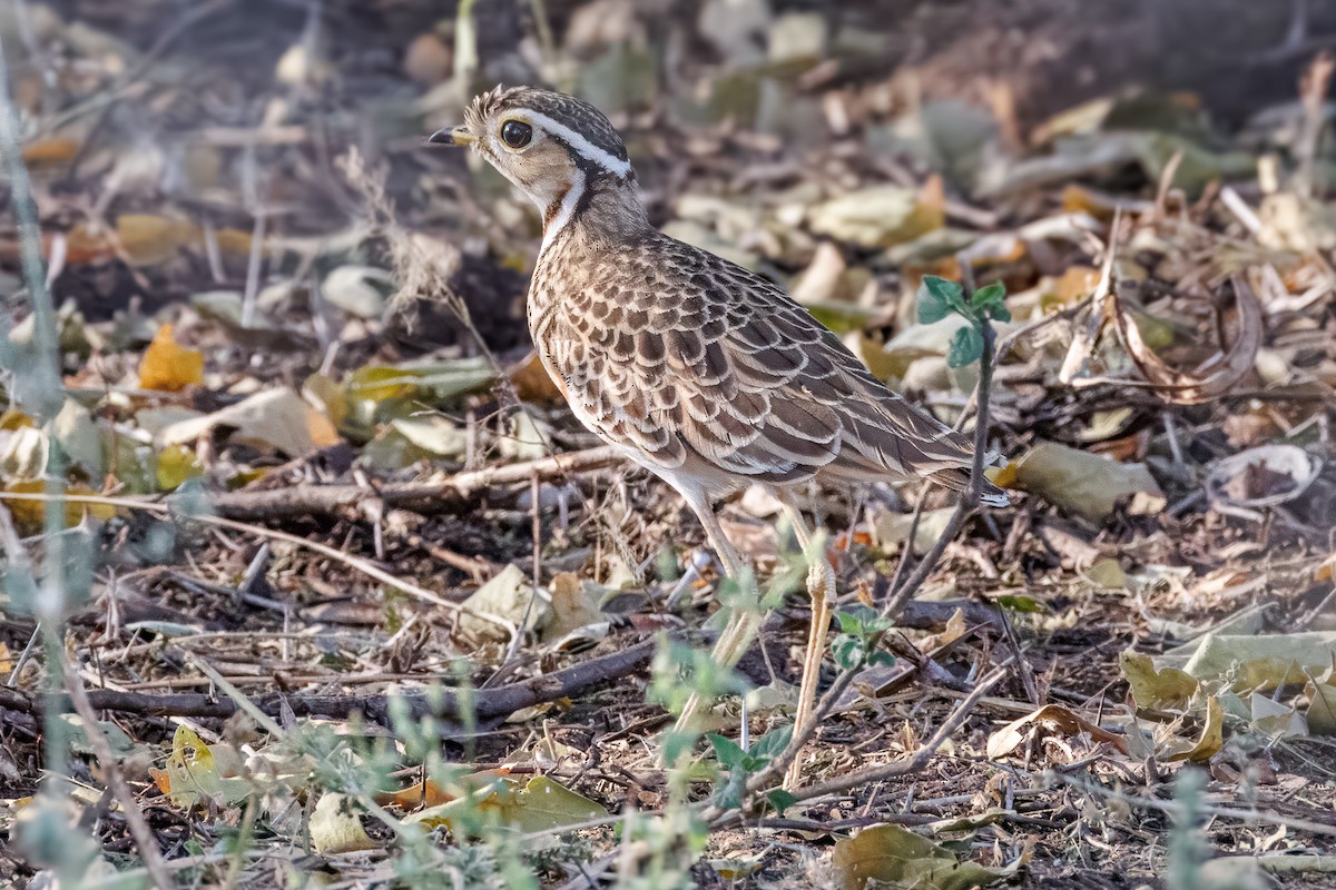 Bindenrennvogel - ML641483033