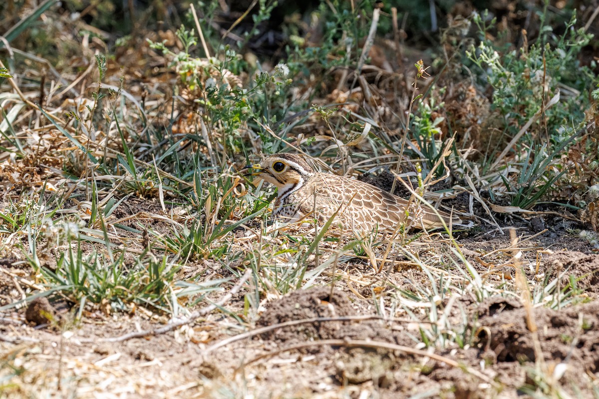 Bindenrennvogel - ML641483034