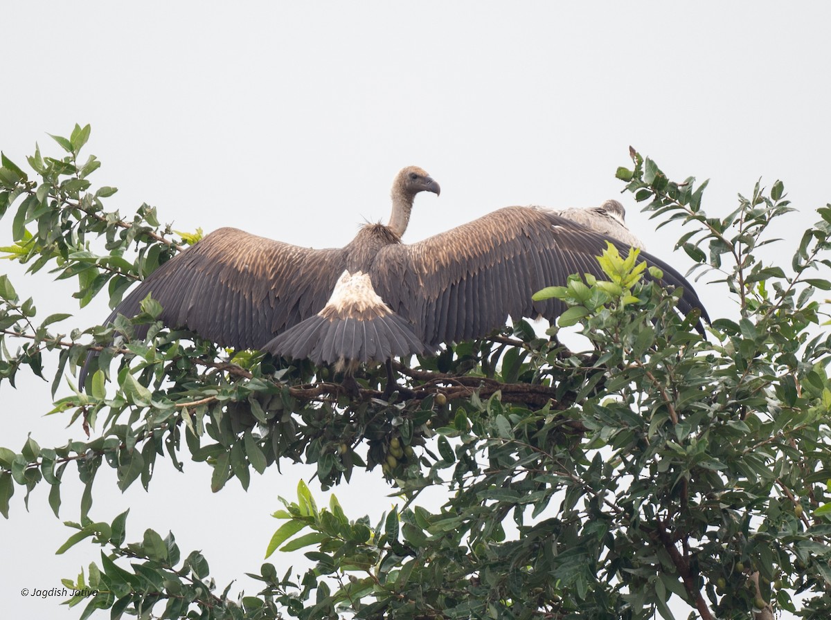 White-rumped Vulture - ML641483037