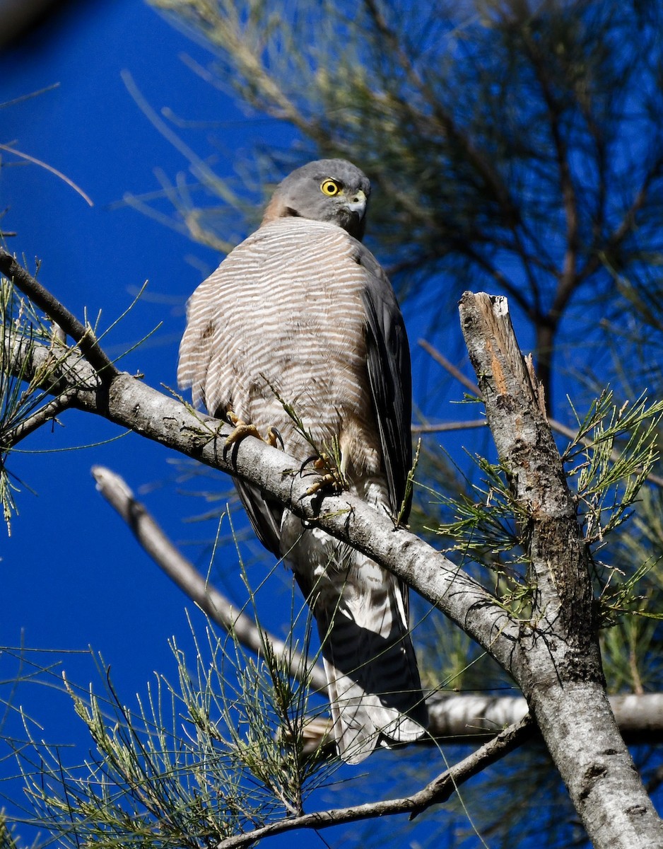 Collared Sparrowhawk - ML641483062