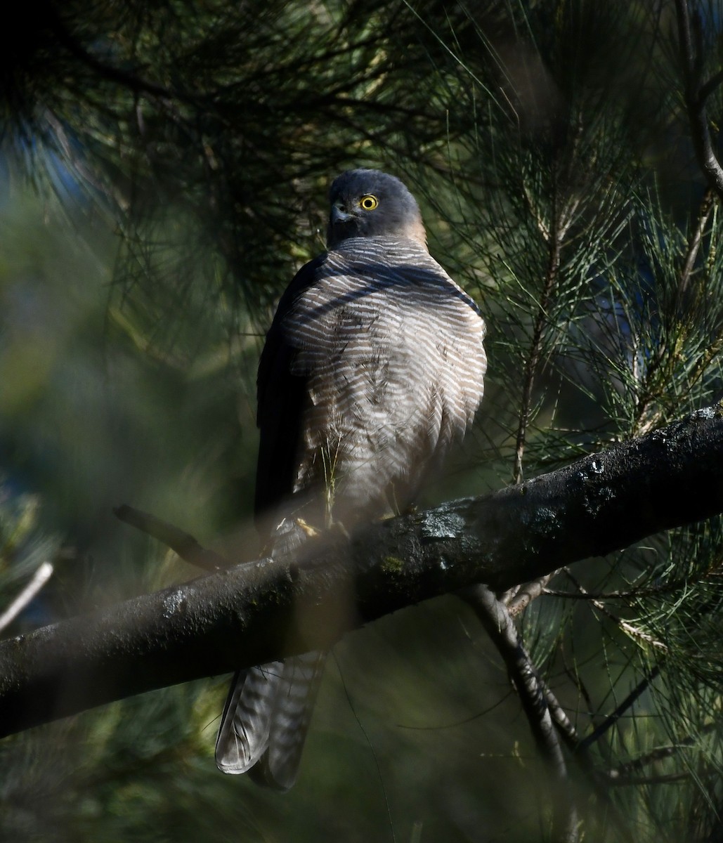 Collared Sparrowhawk - ML641483126