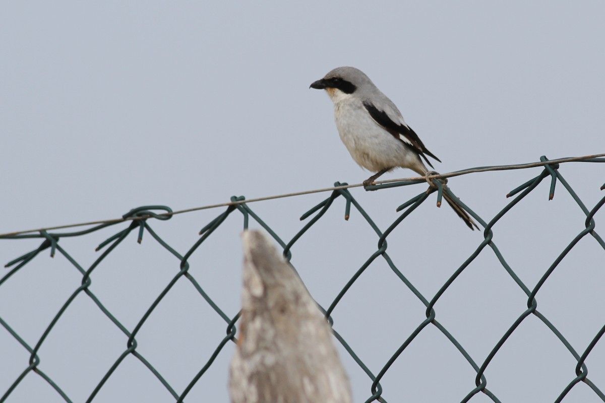 Great Gray Shrike - ML641483140