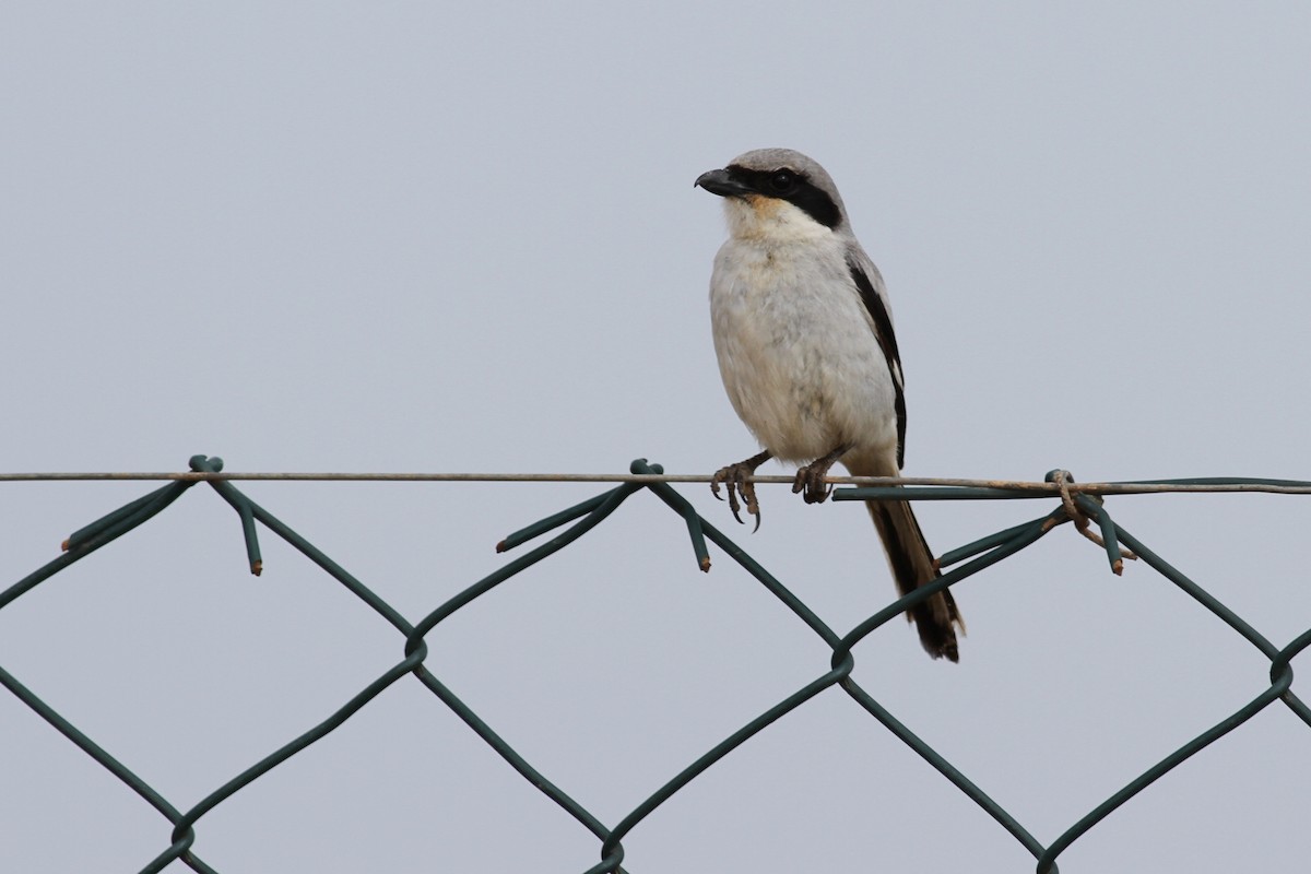 Great Gray Shrike - ML641483141