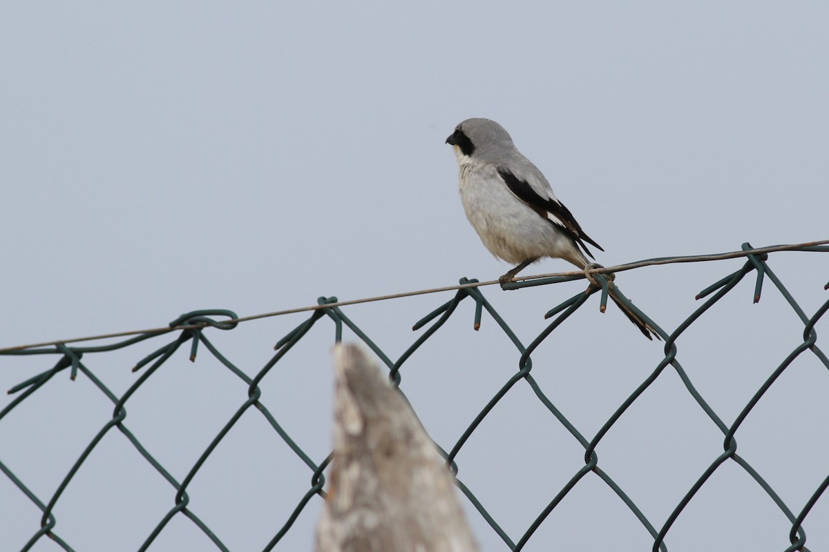 Great Gray Shrike - ML641483142