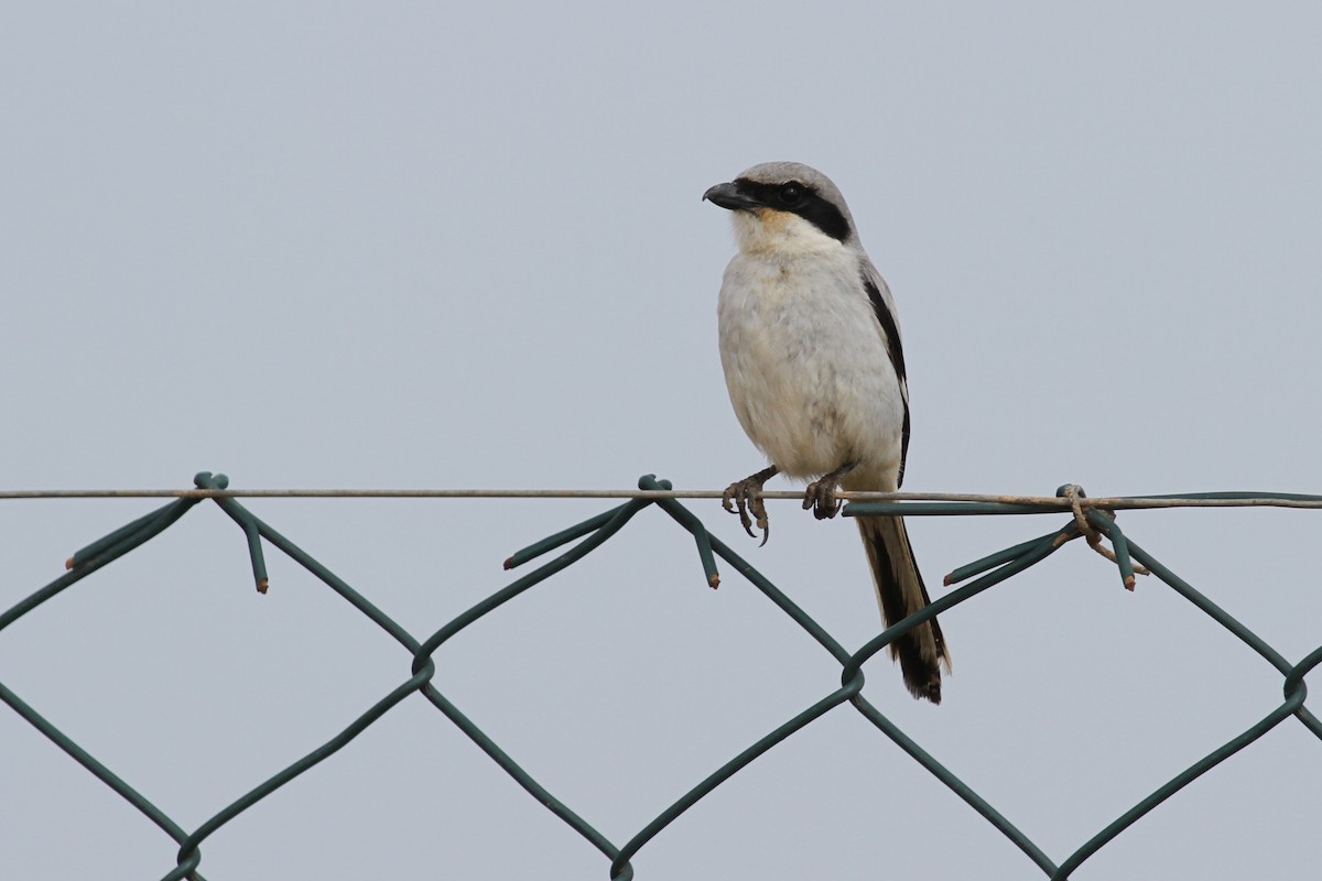 Great Gray Shrike - ML641483143