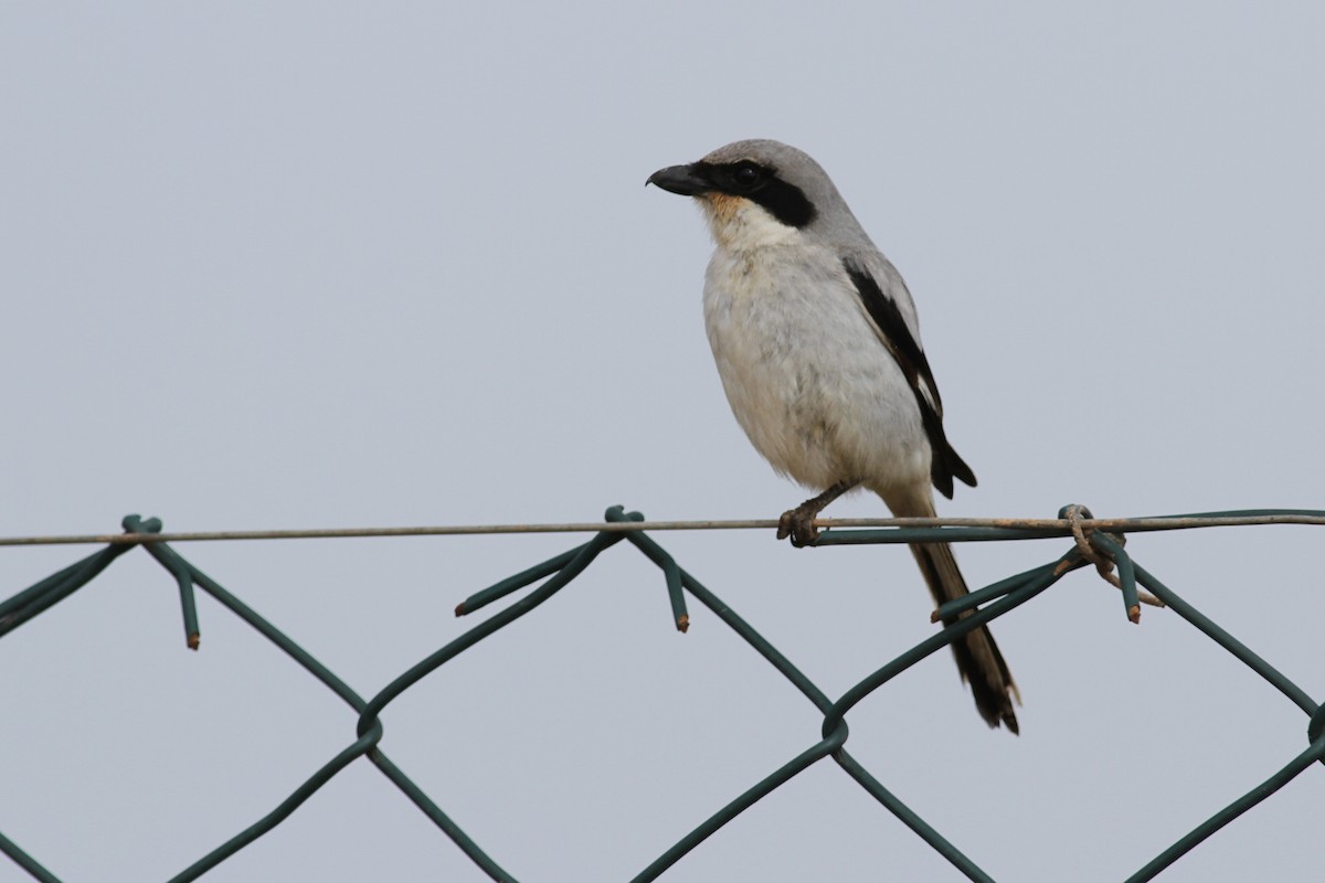 Great Gray Shrike - ML641483144