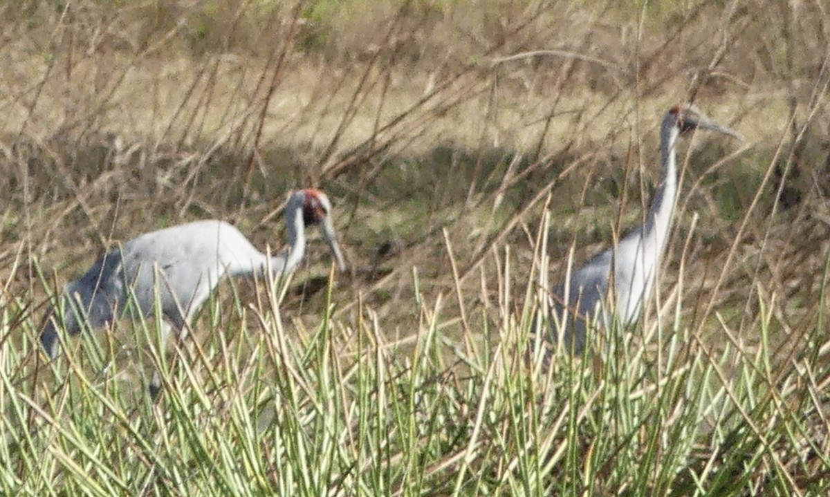 Brolga - ML641483156