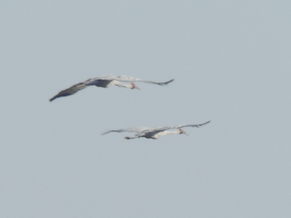 Brolga - ML641483157
