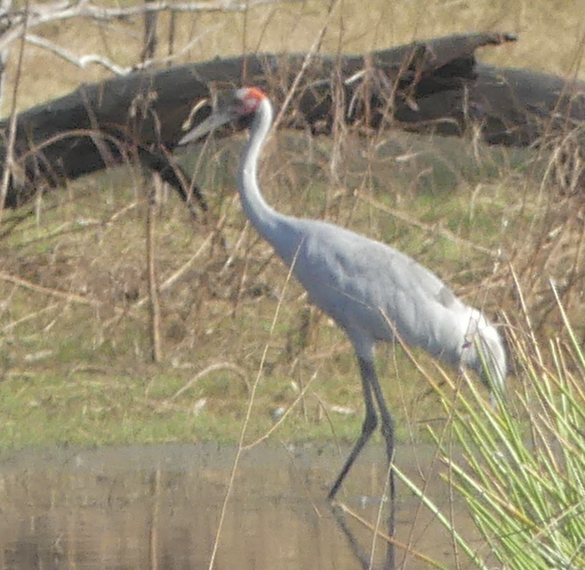 Brolga - ML641483158