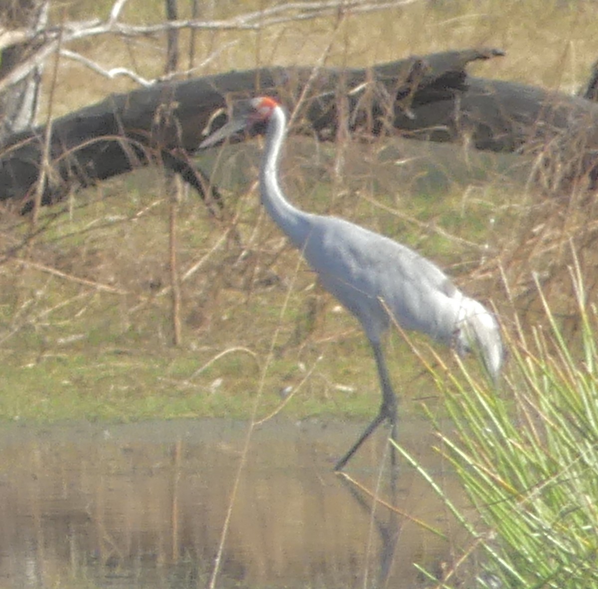 Brolga - ML641483159