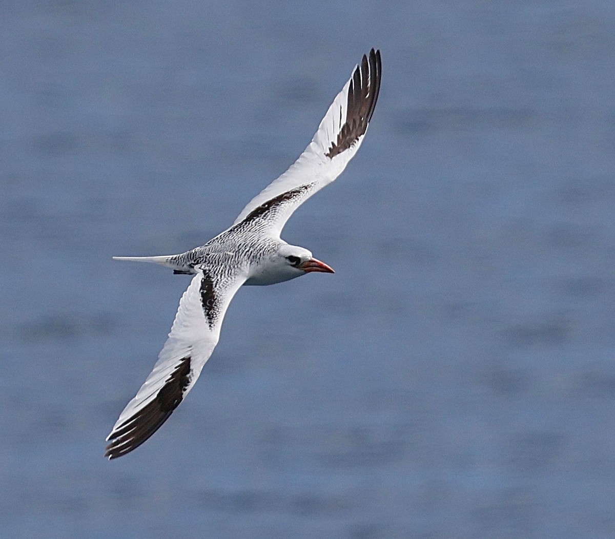 Red-billed Tropicbird - ML641483175