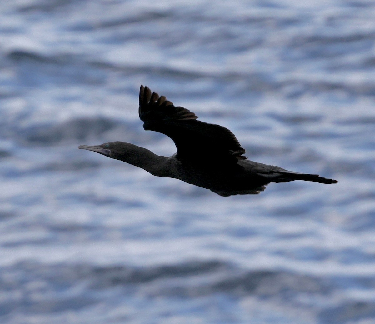 Little Black Cormorant - ML641483191