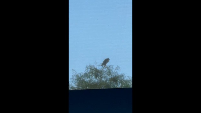 grønnrygghegre - ML641483217