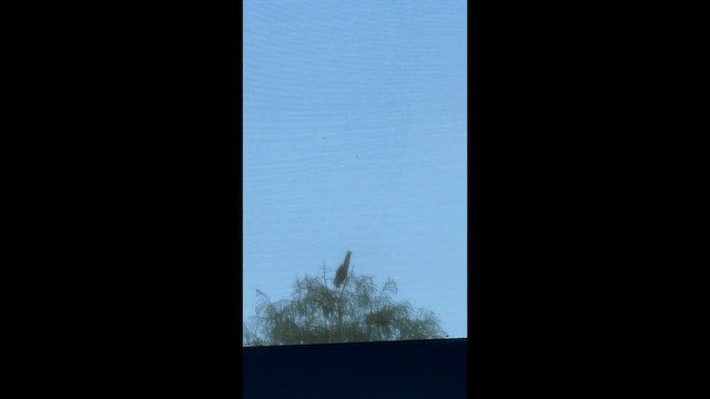 grønnrygghegre - ML641483218