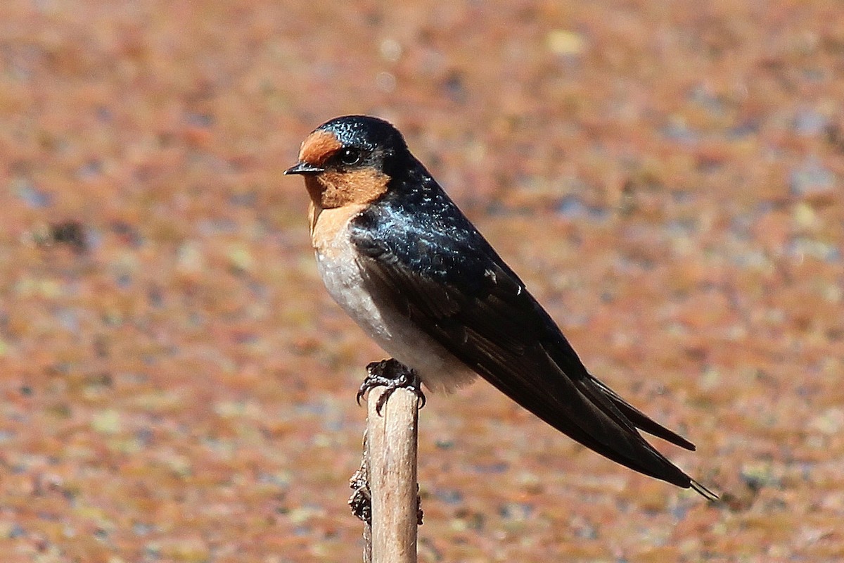 Welcome Swallow - ML641483232