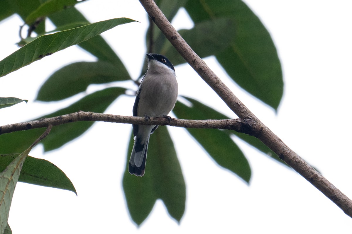Bar-winged Flycatcher-shrike - ML641483246