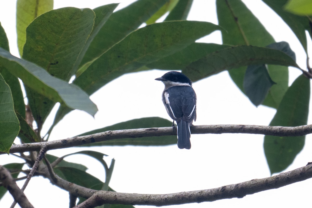 Bar-winged Flycatcher-shrike - ML641483247