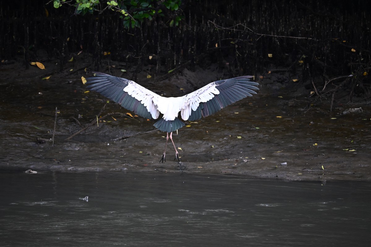 malaystork - ML641483248