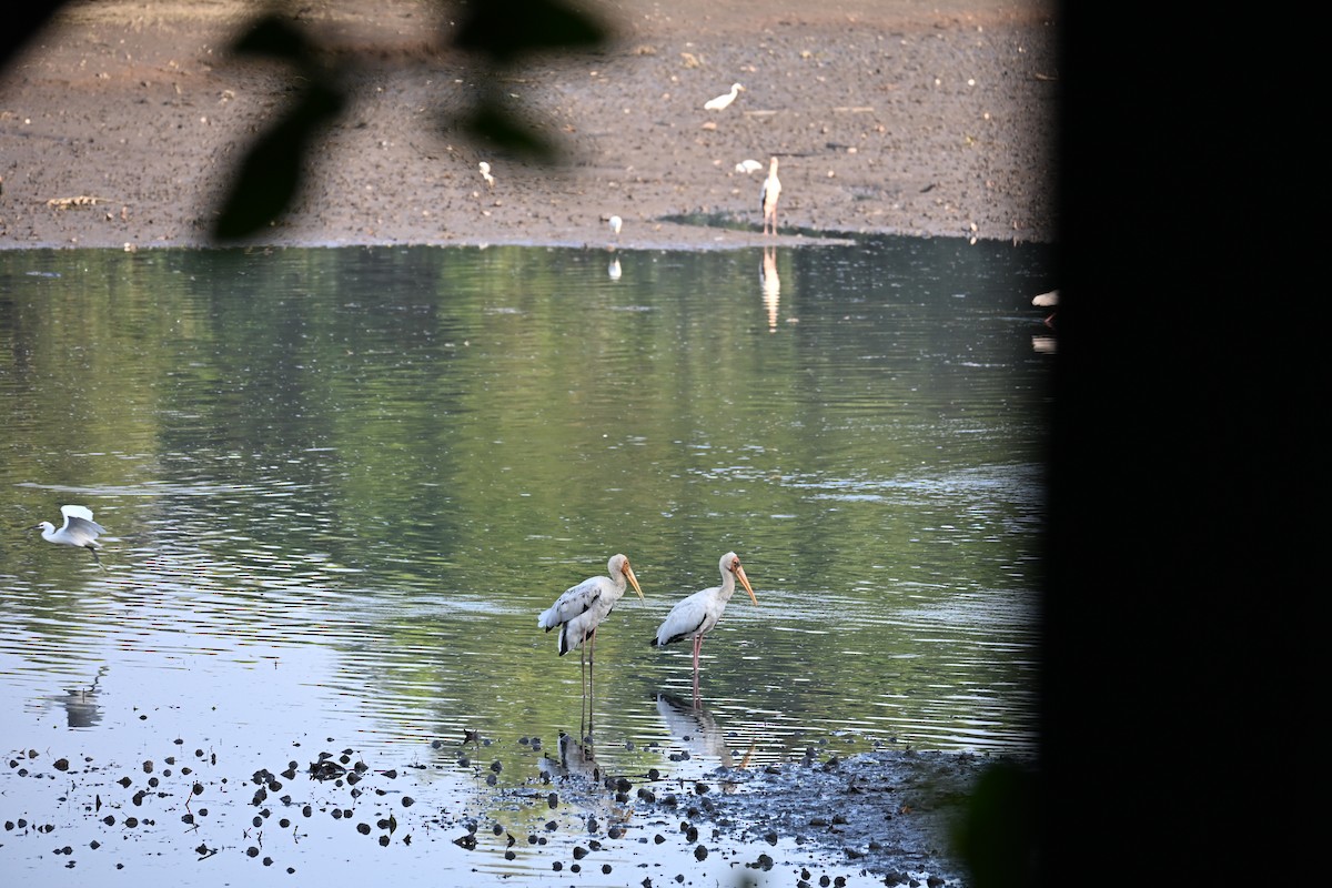 malaystork - ML641483249