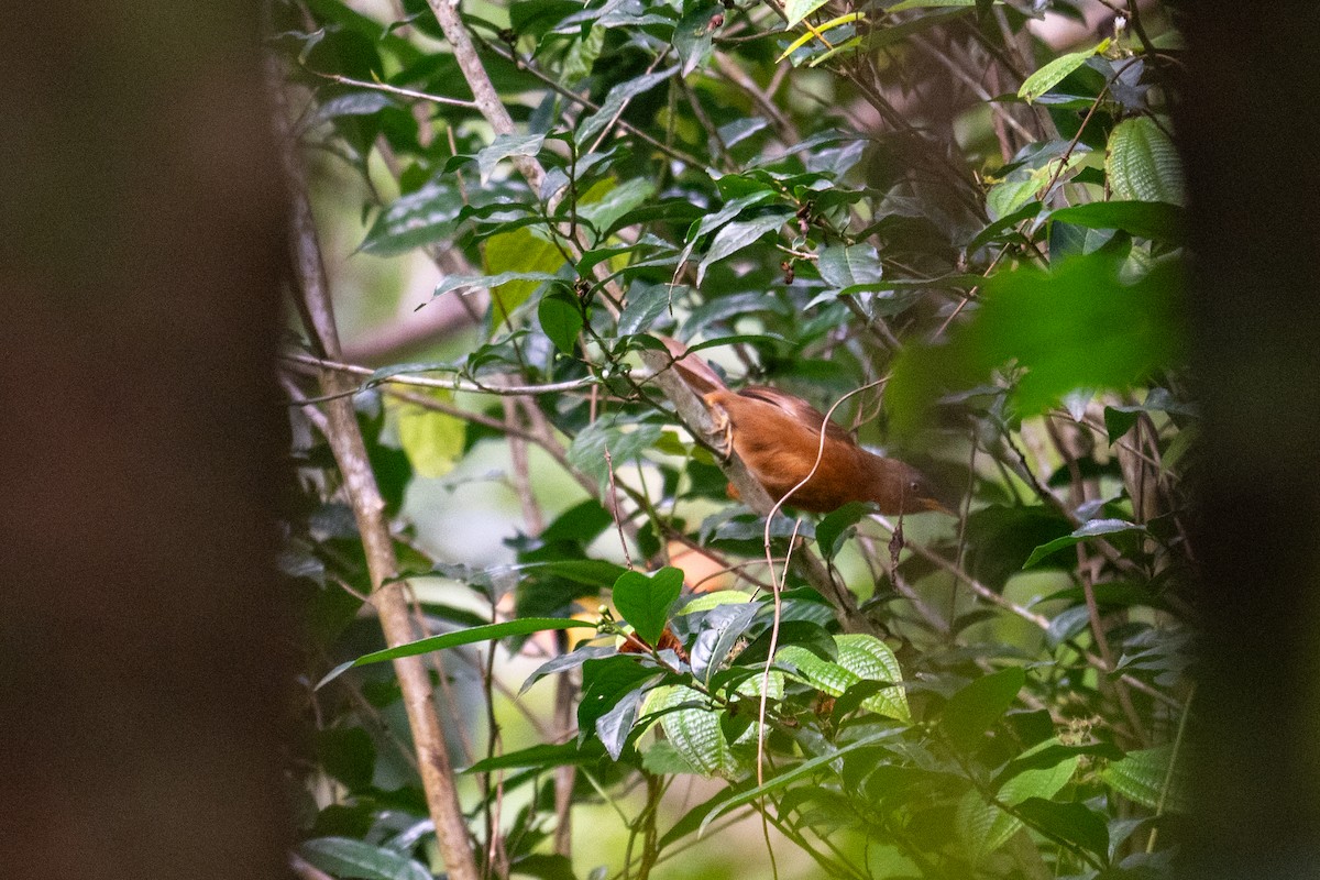 Rufous Babbler - ML641483276