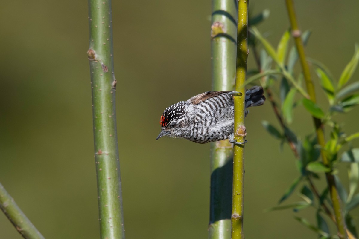 White-barred Piculet - ML641483281