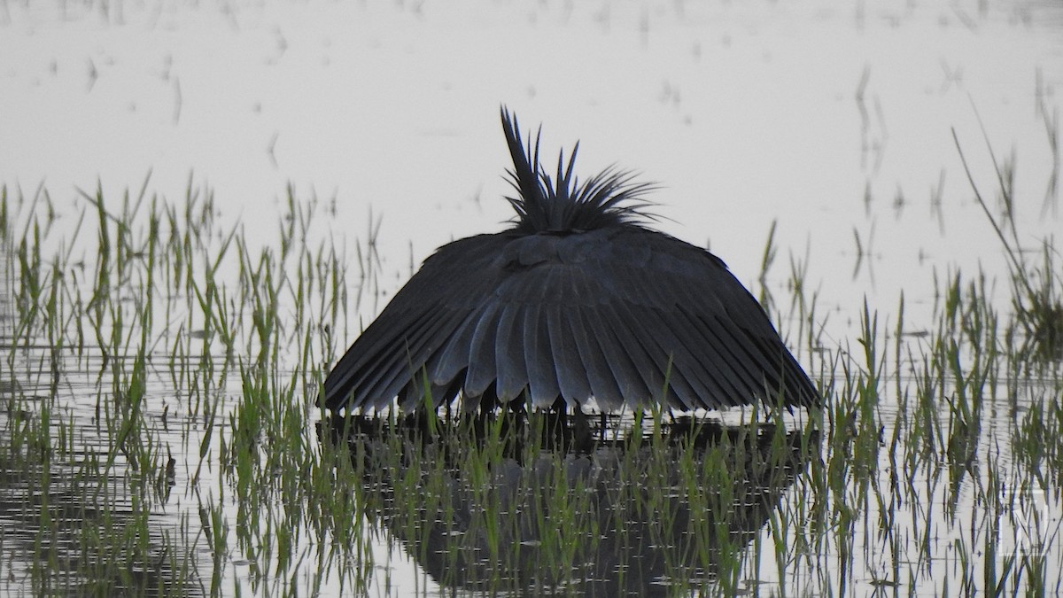 Black Heron - ML641483285