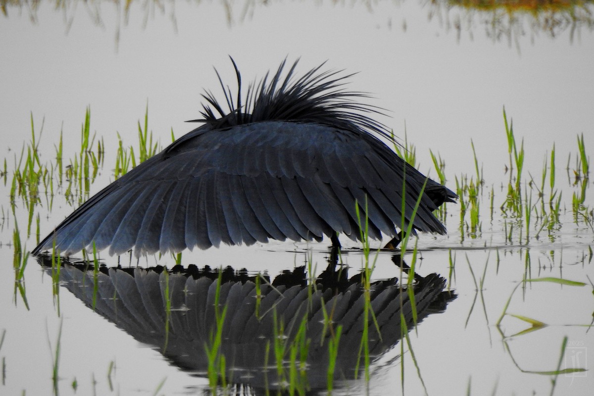 Black Heron - ML641483286