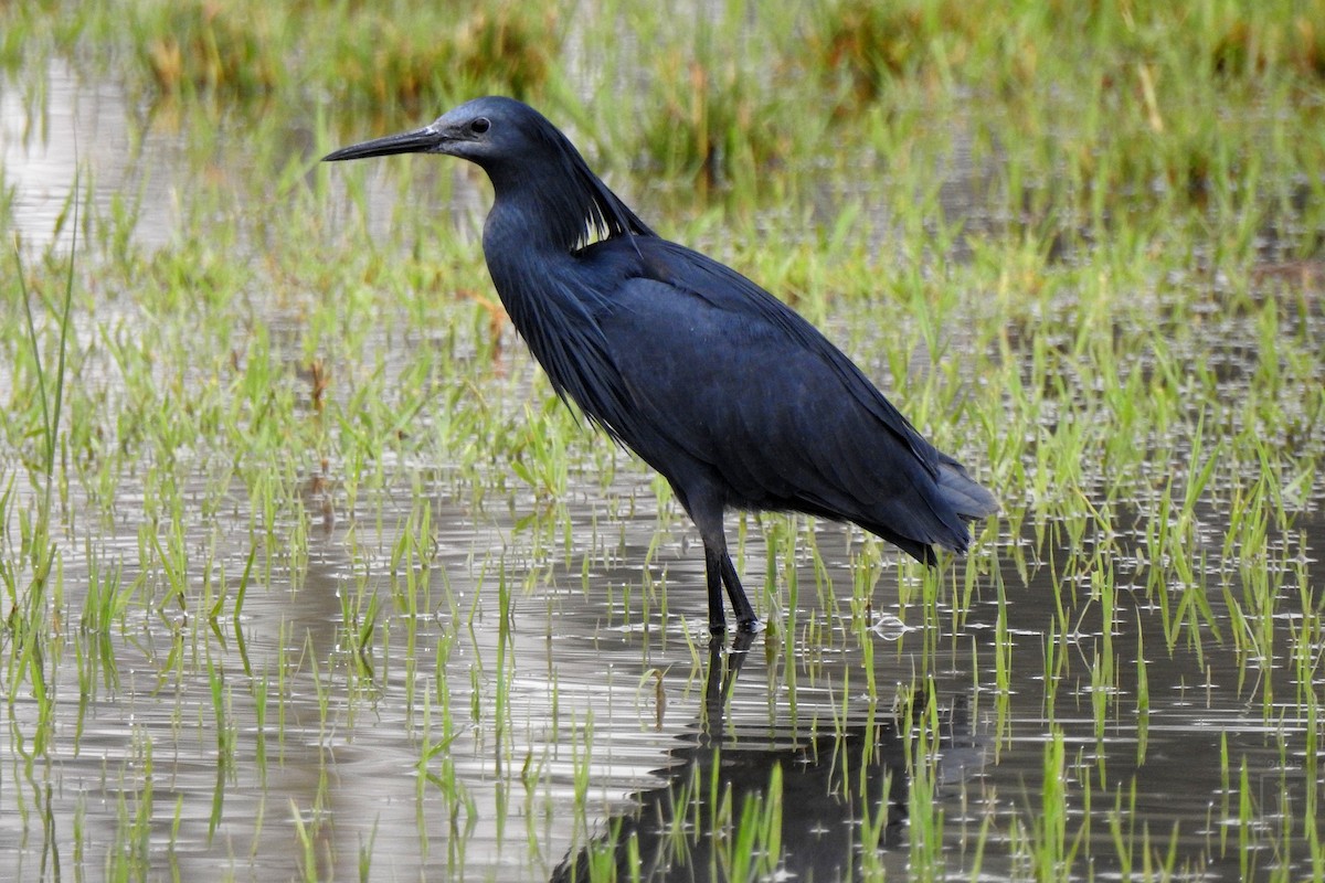 Black Heron - ML641483287