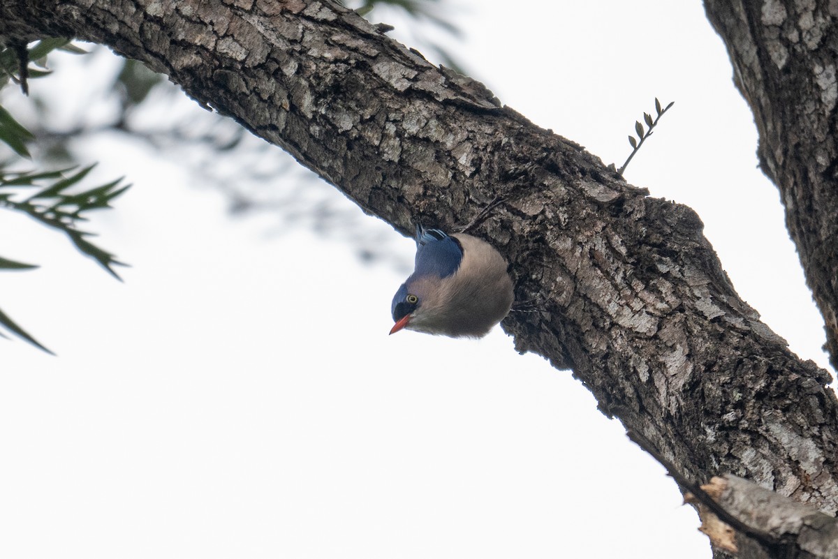 Velvet-fronted Nuthatch - ML641483295
