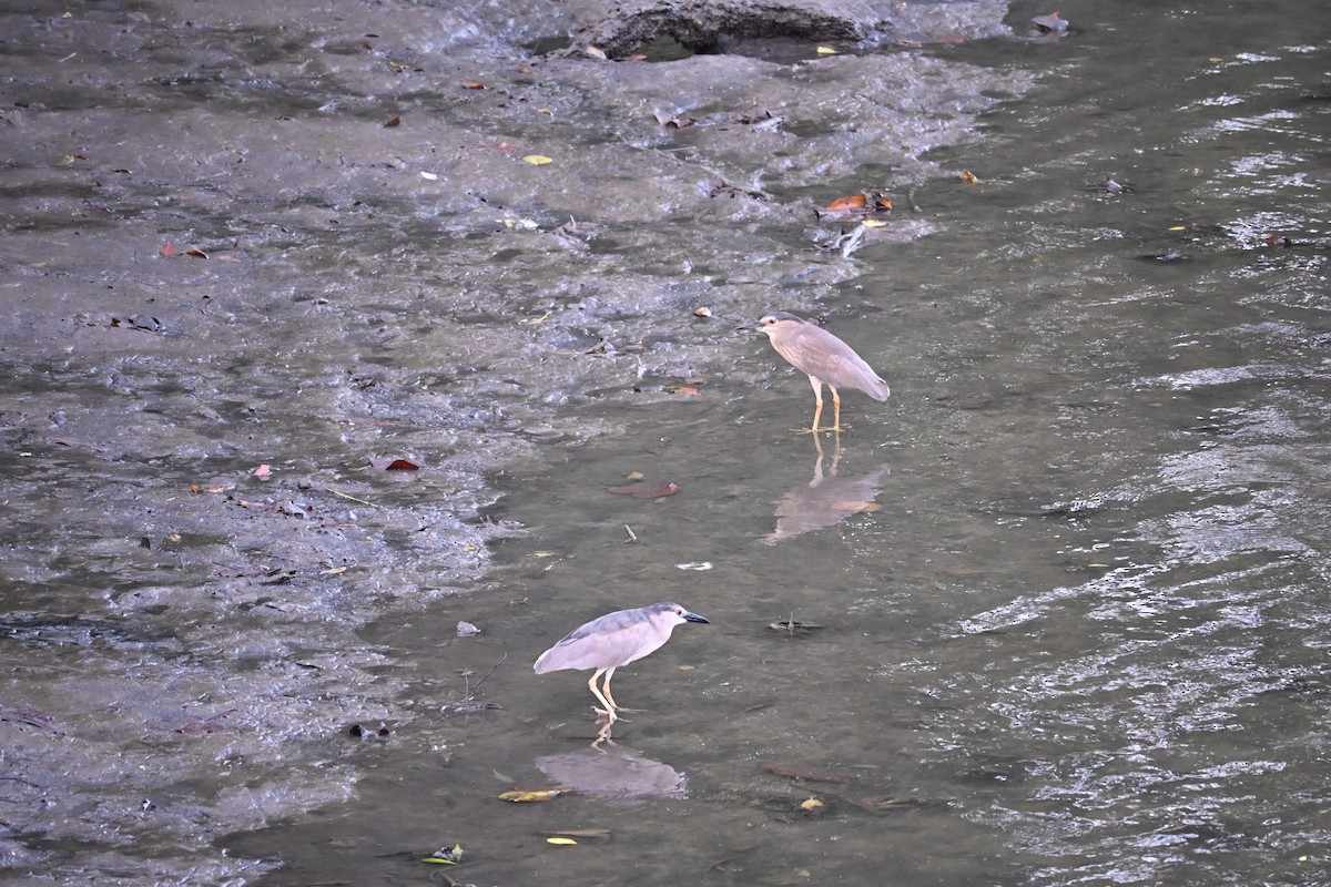 Black-crowned Night Heron - ML641483298