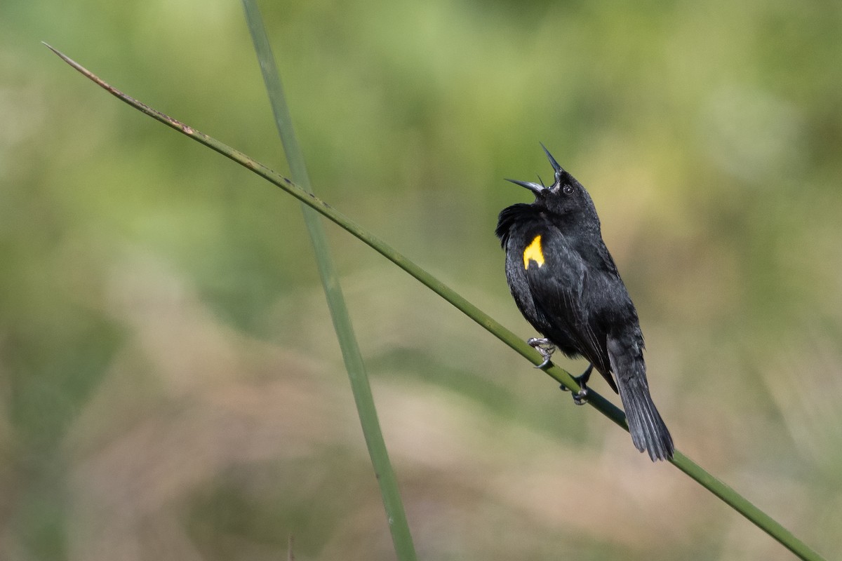 Yellow-winged Blackbird - ML641483314