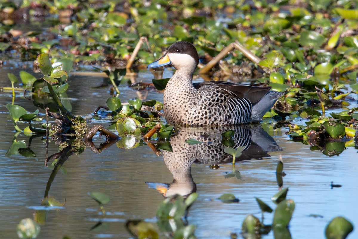 Silver Teal - ML641483323