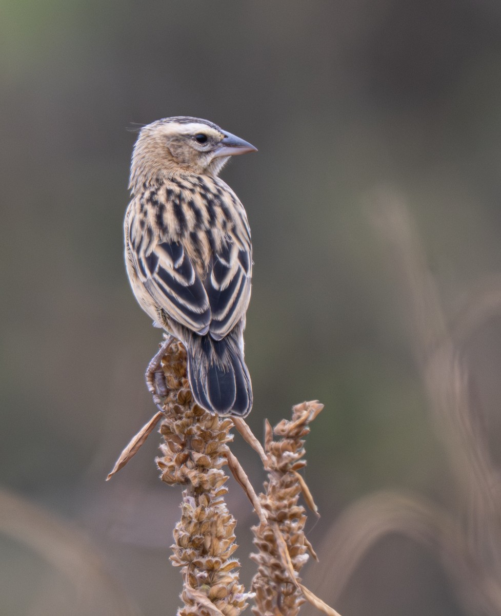 Black Bishop - ML641483339
