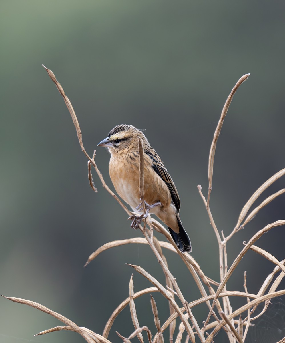 Black Bishop - ML641483340