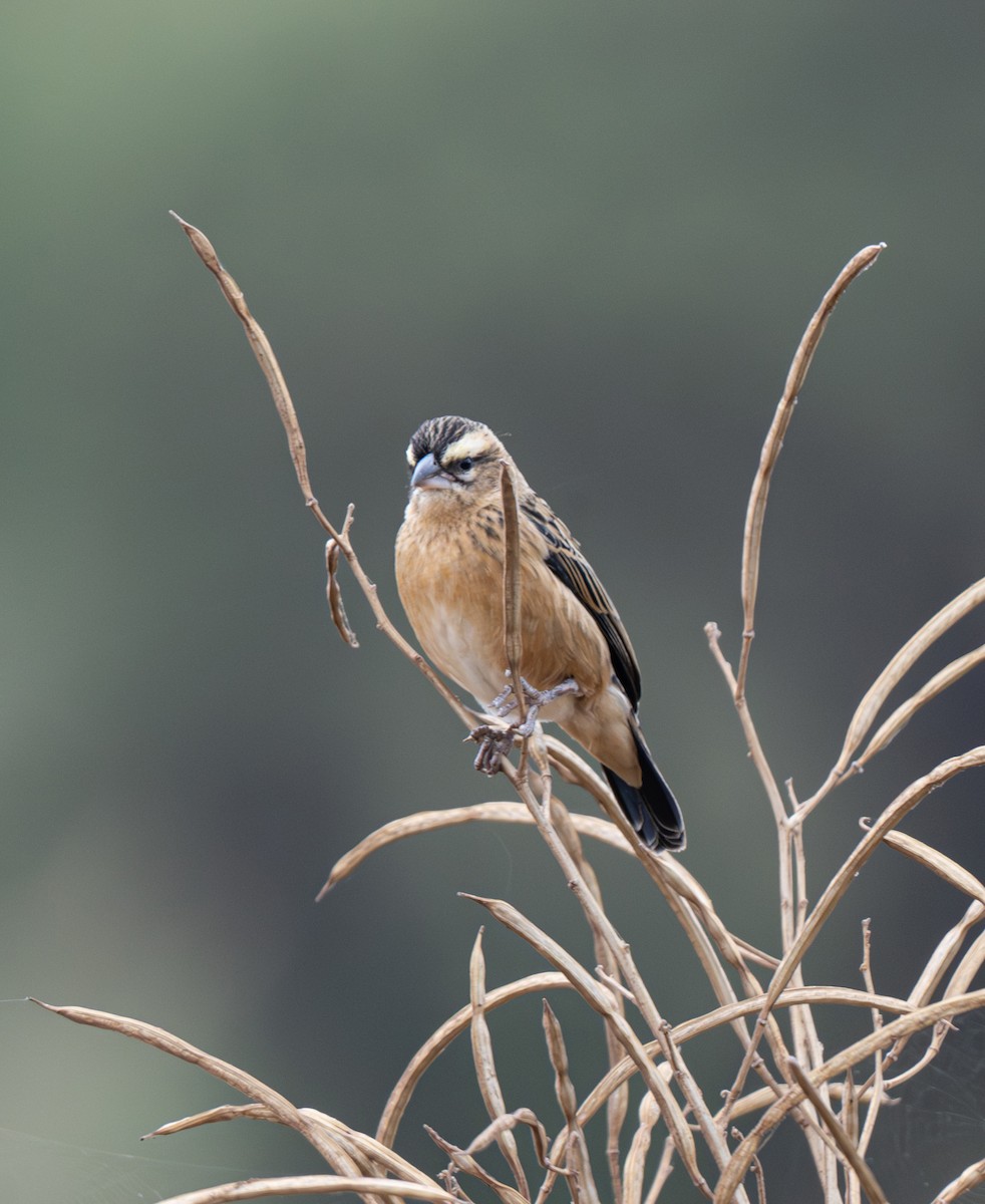 Black Bishop - ML641483341