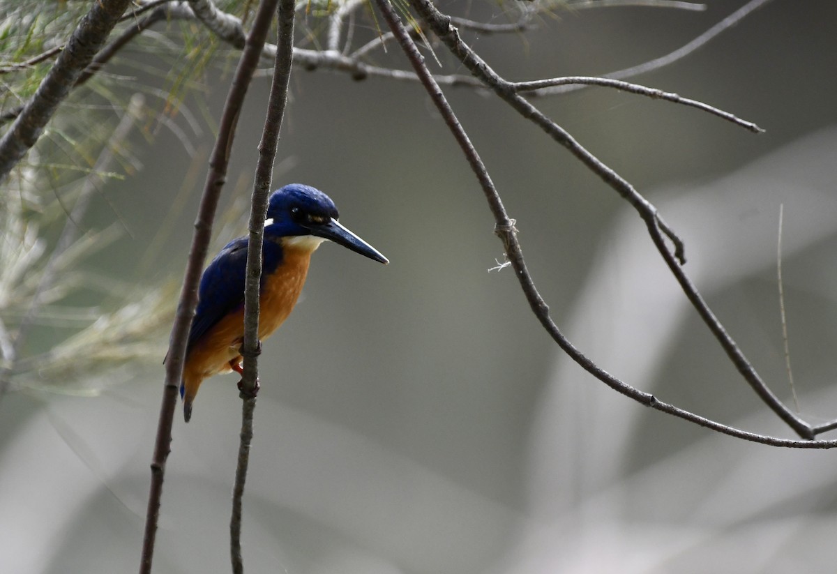 Azure Kingfisher - ML641483342