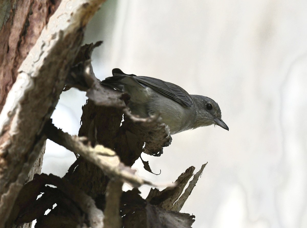 Gray Shrikethrush - ML641483345
