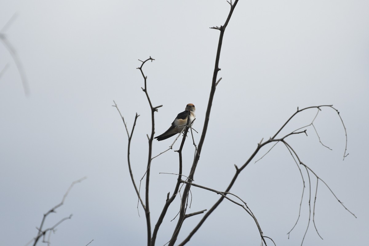 Fairy Martin - ML641483347