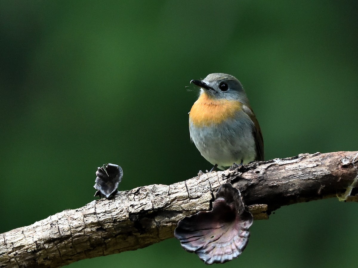 White-bellied Blue Flycatcher - ML641483399